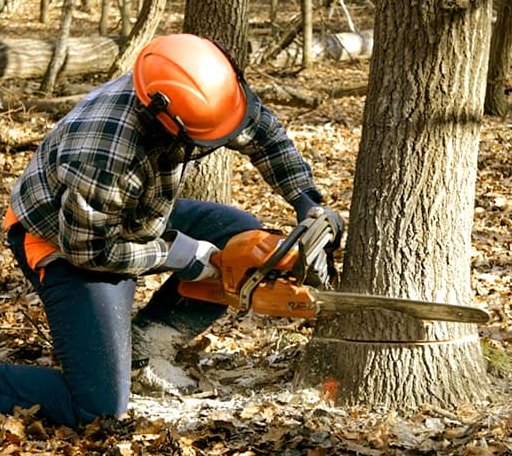 Tree Removal in West Point, IA